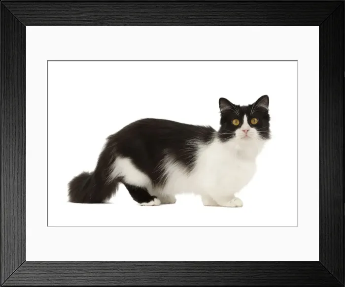 Framed Print : Picture No. 10898280 Framed Print : Picture No. 10898280