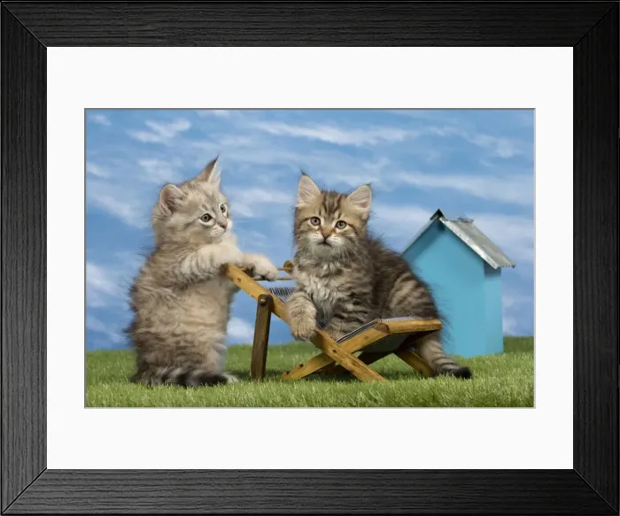 Framed Print : Picture No. 10898355 Framed Print : Picture No. 10898355