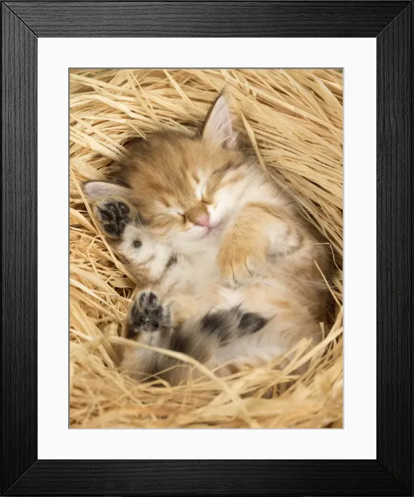 Framed Print : Picture No. 10898352 Framed Print : Picture No. 10898352