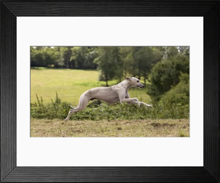 Framed Print : Picture No. 10898247 Framed Print : Picture No. 10898247