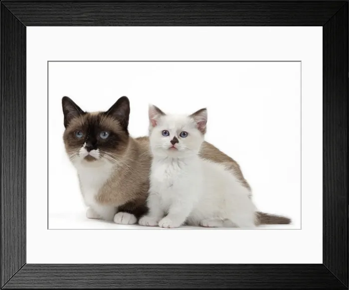 Framed Print : Picture No. 10898274 Framed Print : Picture No. 10898274