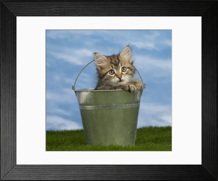 Framed Print : Picture No. 10898384 Framed Print : Picture No. 10898384