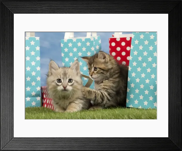 Framed Print : Picture No. 10898357 Framed Print : Picture No. 10898357