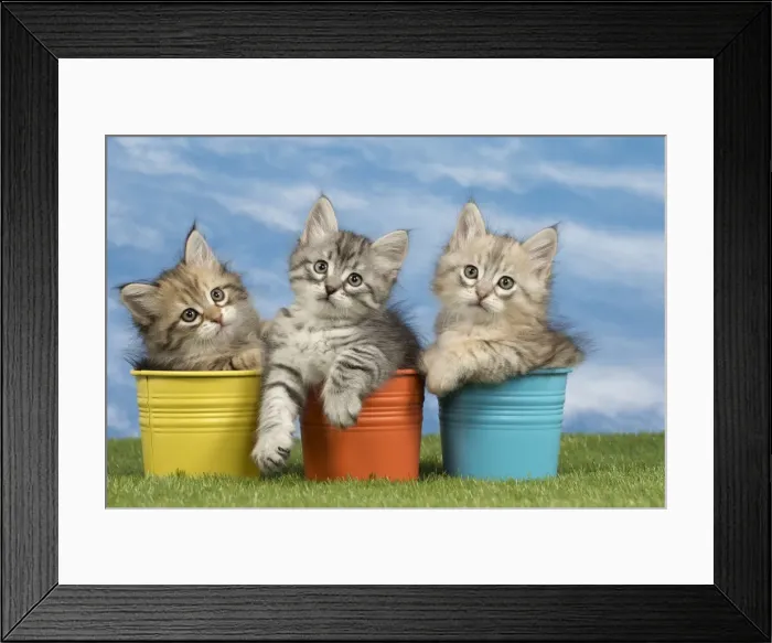 Framed Print : Picture No. 10898346