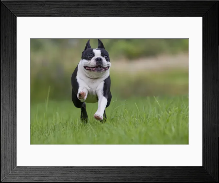 Framed Print : Picture No. 10898279 Framed Print : Picture No. 10898279
