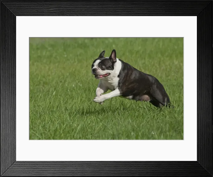 Framed Print : Picture No. 10898278 Framed Print : Picture No. 10898278