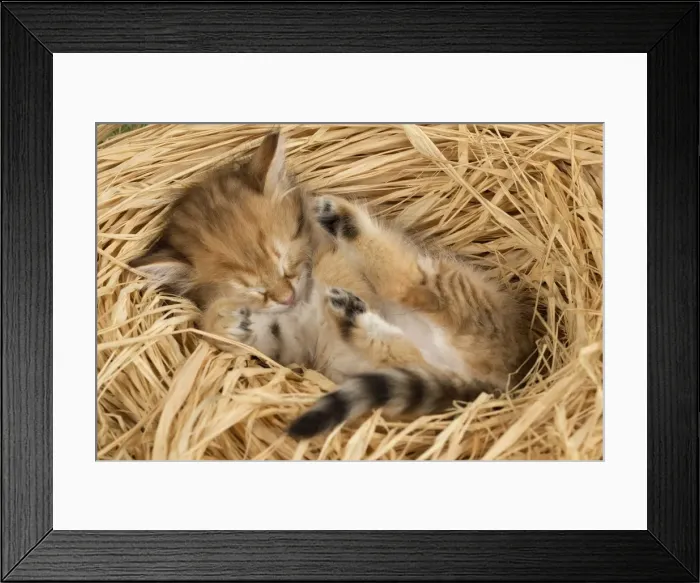 Framed Print : Picture No. 10898350 Framed Print : Picture No. 10898350