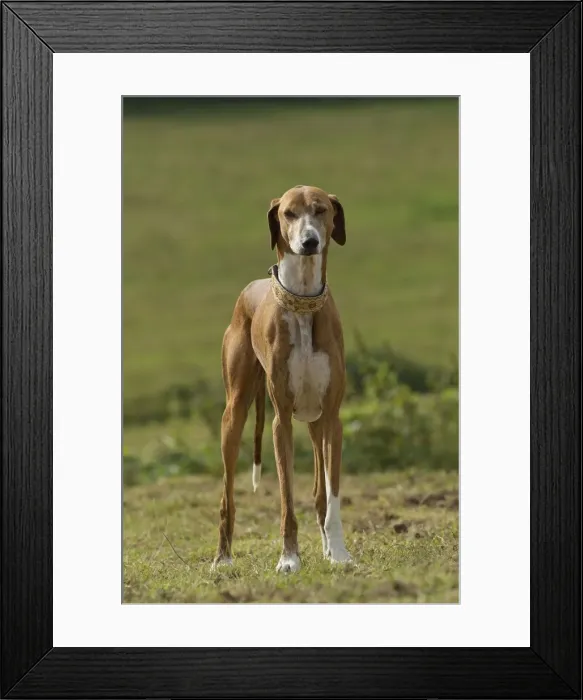 Framed Print : Picture No. 10898259 Framed Print : Picture No. 10898259