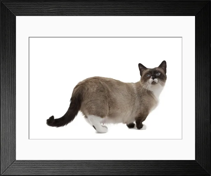 Framed Print : Picture No. 10898281 Framed Print : Picture No. 10898281