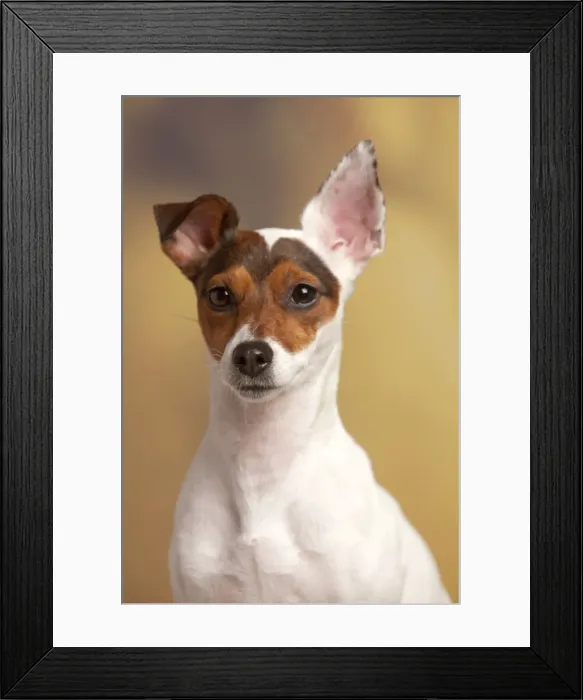 Framed Print : Picture No. 10898294 Framed Print : Picture No. 10898294