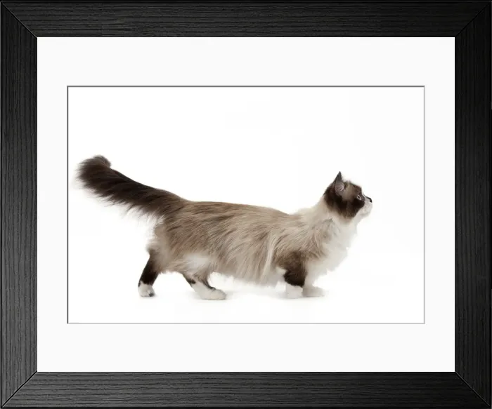 Framed Print : Picture No. 10898284 Framed Print : Picture No. 10898284