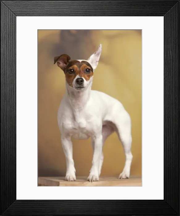 Framed Print : Picture No. 10898297 Framed Print : Picture No. 10898297