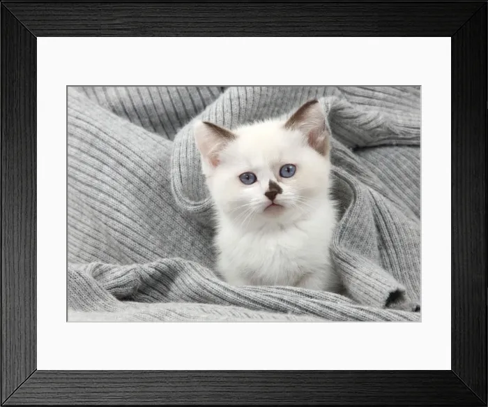 Framed Print : Picture No. 10898267 Framed Print : Picture No. 10898267
