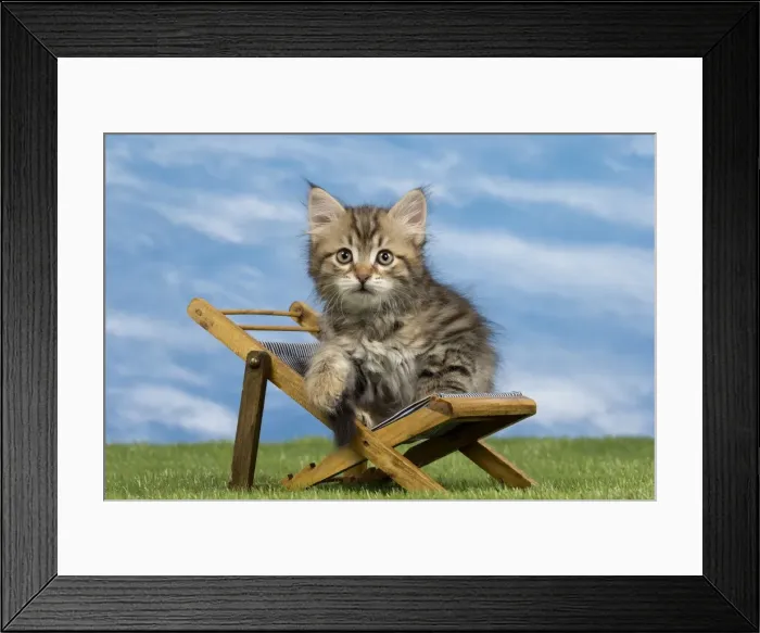 Framed Print : Picture No. 10898353 Framed Print : Picture No. 10898353