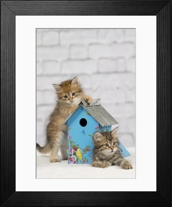 Framed Print : Picture No. 10898375 Framed Print : Picture No. 10898375