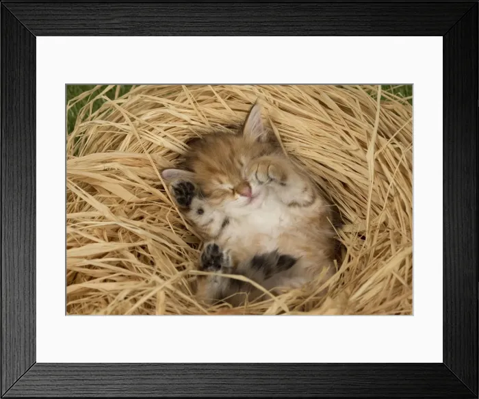 Framed Print : Picture No. 10898351 Framed Print : Picture No. 10898351