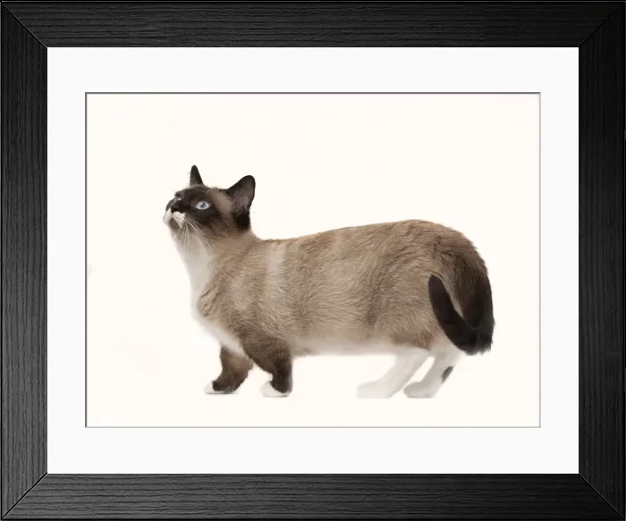 Framed Print : Picture No. 10898285 Framed Print : Picture No. 10898285