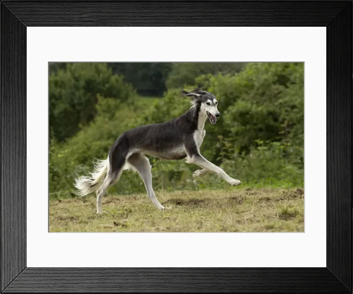 Framed Print : Picture No. 10898250 Framed Print : Picture No. 10898250