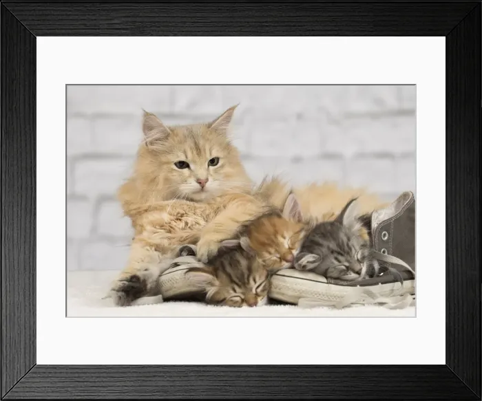 Framed Print : Picture No. 10898365 Framed Print : Picture No. 10898365