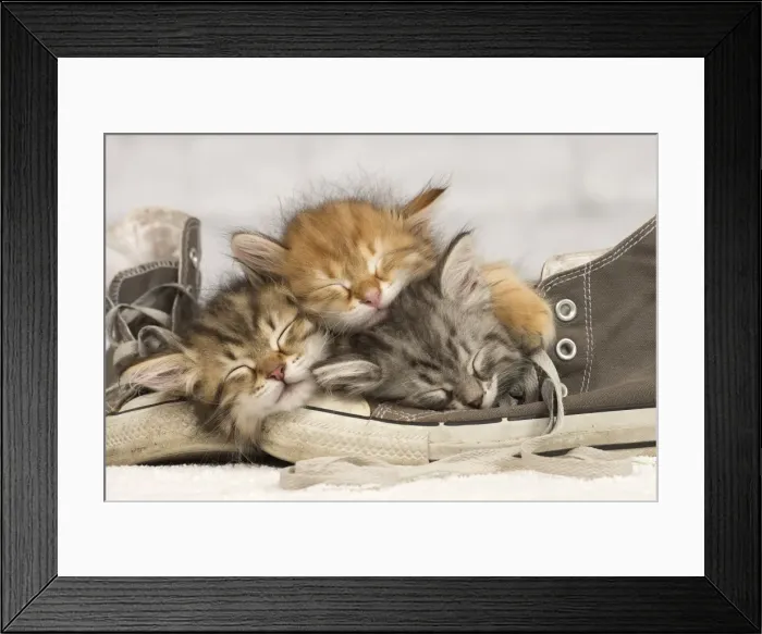 Framed Print : Picture No. 10898362 Framed Print : Picture No. 10898362