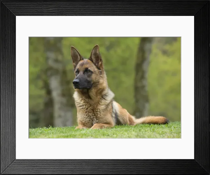 Framed Print : Picture No. 10898392 Framed Print : Picture No. 10898392