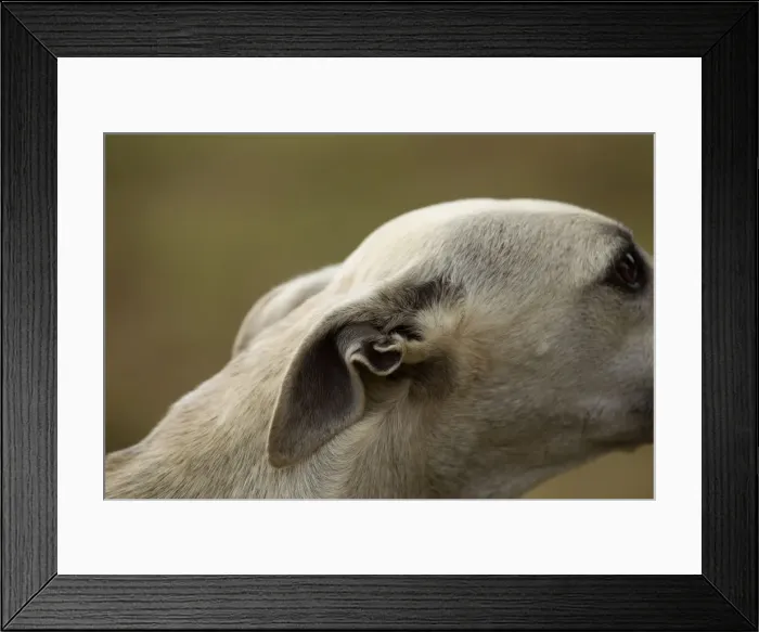 Framed Print : Picture No. 10898246 Framed Print : Picture No. 10898246