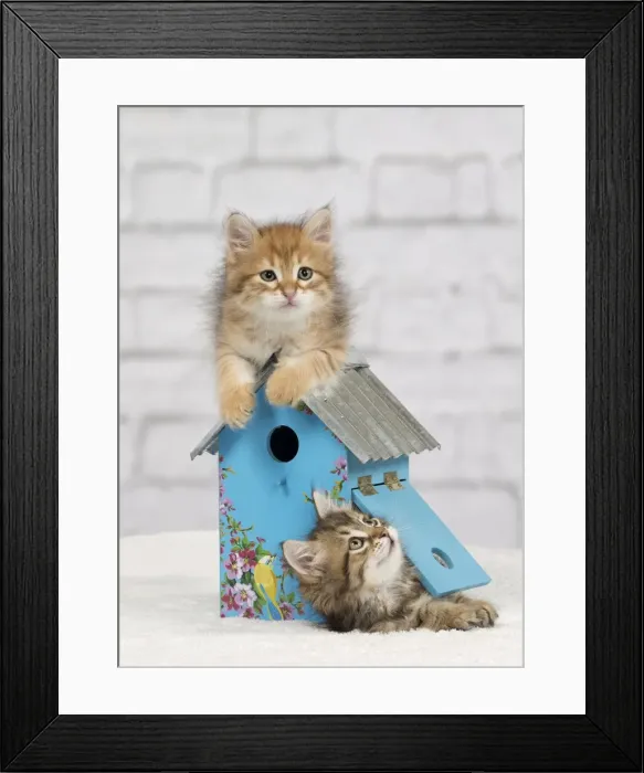 Framed Print : Picture No. 10898377 Framed Print : Picture No. 10898377