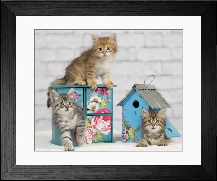 Framed Print : Picture No. 10898371 Framed Print : Picture No. 10898371