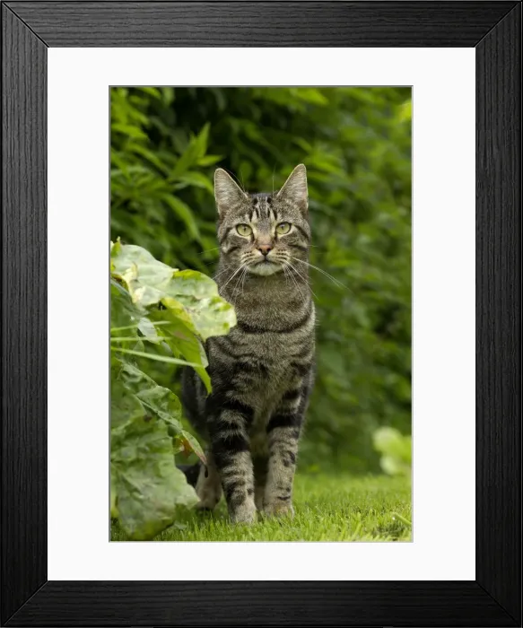 Framed Print : Picture No. 10898261 Framed Print : Picture No. 10898261