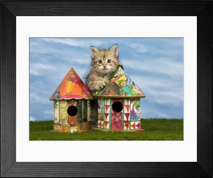 Framed Print : Picture No. 10898379 Framed Print : Picture No. 10898379
