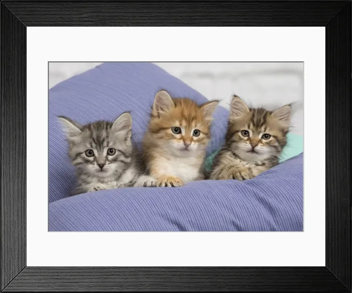 Framed Print : Picture No. 10898367 Framed Print : Picture No. 10898367
