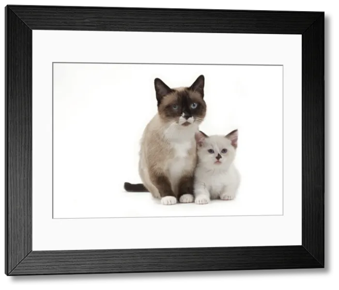 Framed Print : Picture No. 10898275 Framed Print : Picture No. 10898275
