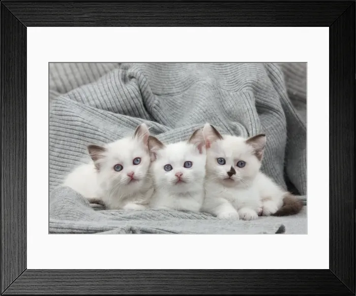 Framed Print : Picture No. 10898268