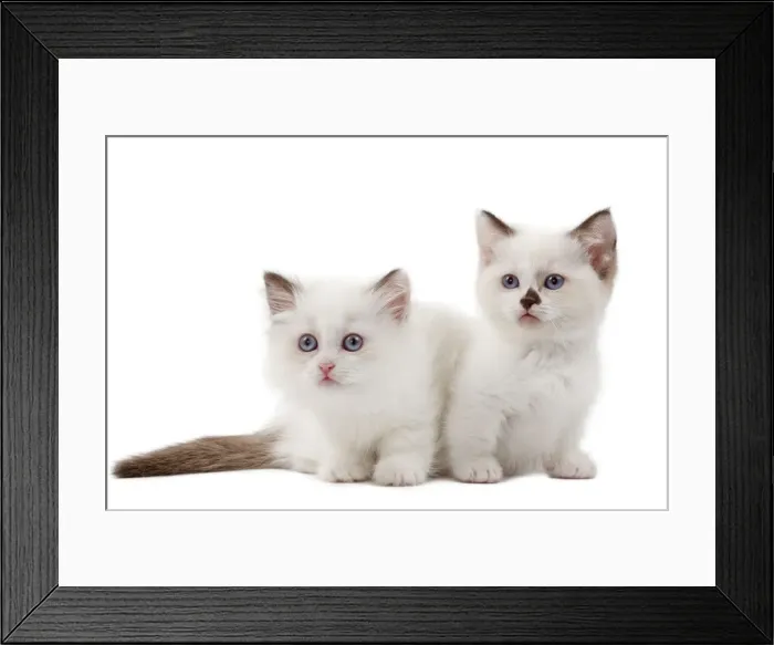 Framed Print : Picture No. 10898272 Framed Print : Picture No. 10898272