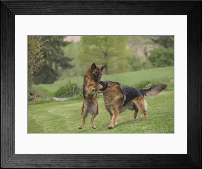Framed Print : Picture No. 10898396 Framed Print : Picture No. 10898396