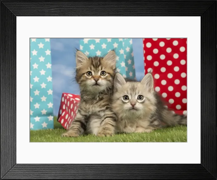 Framed Print : Picture No. 10898358 Framed Print : Picture No. 10898358