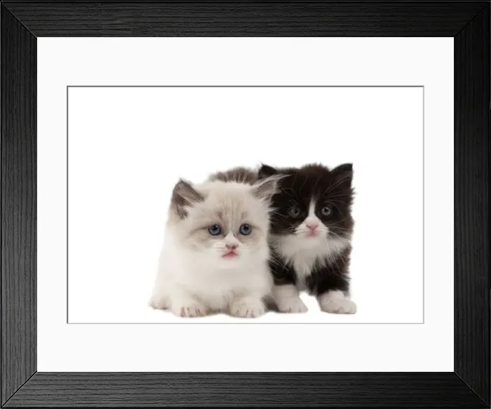 Framed Print : Picture No. 10898291 Framed Print : Picture No. 10898291