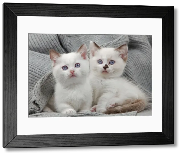 Framed Print : Picture No. 10898270