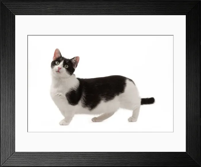 Framed Print : Picture No. 10898283 Framed Print : Picture No. 10898283