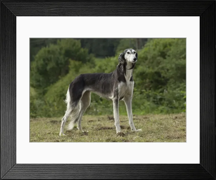 Framed Print : Picture No. 10898255 Framed Print : Picture No. 10898255