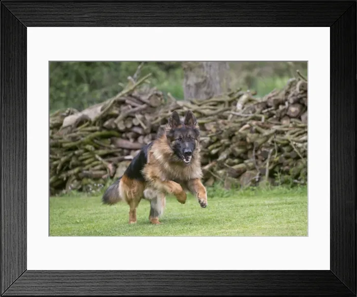 Framed Print : Picture No. 10898394 Framed Print : Picture No. 10898394