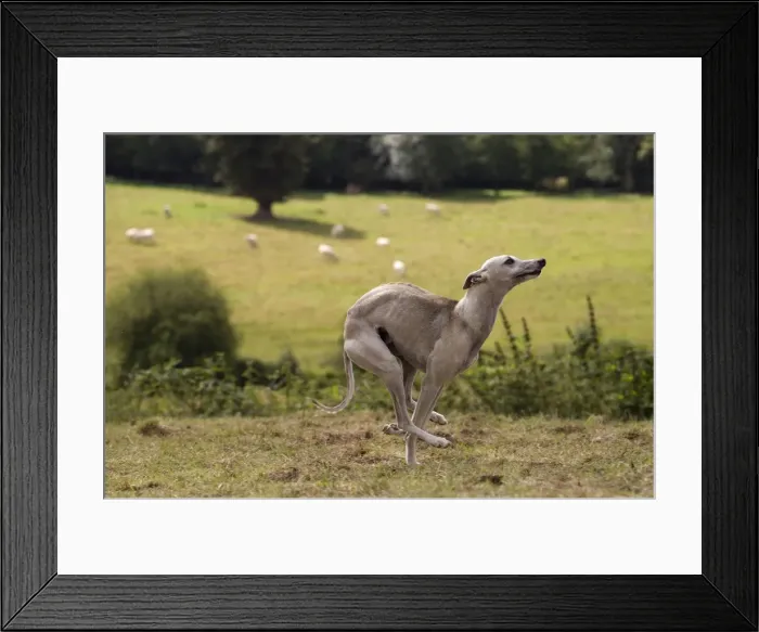 Framed Print : Picture No. 10898248 Framed Print : Picture No. 10898248