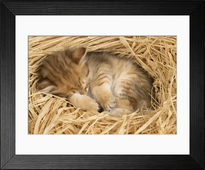 Framed Print : Picture No. 10898349 Framed Print : Picture No. 10898349