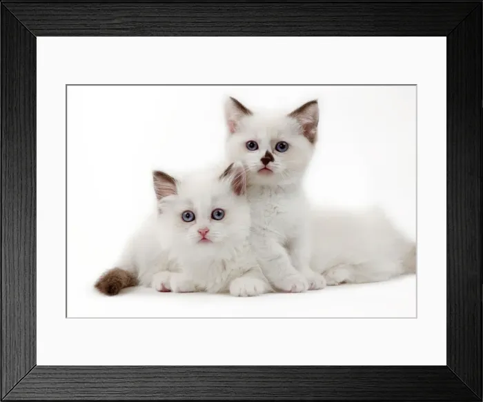 Framed Print : Picture No. 10898271 Framed Print : Picture No. 10898271