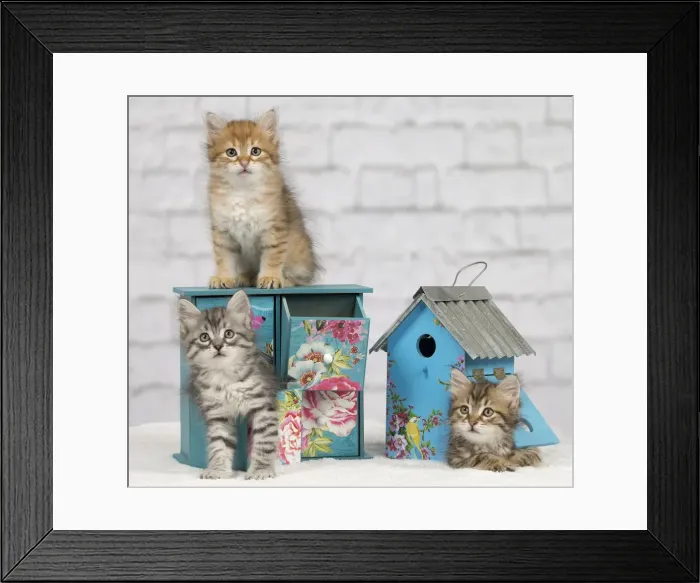Framed Print : Picture No. 10898373 Framed Print : Picture No. 10898373