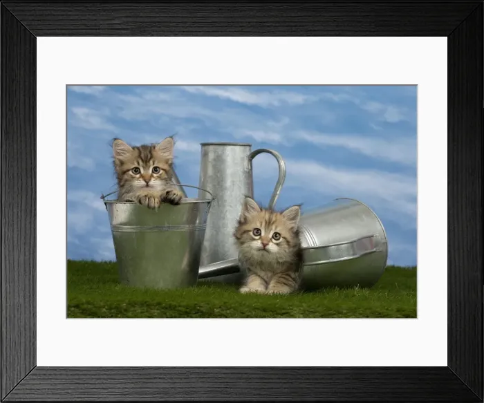 Framed Print : Picture No. 10898381 Framed Print : Picture No. 10898381