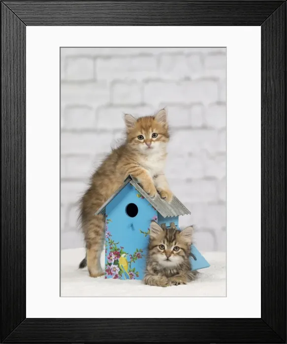 Framed Print : Picture No. 10898374 Framed Print : Picture No. 10898374