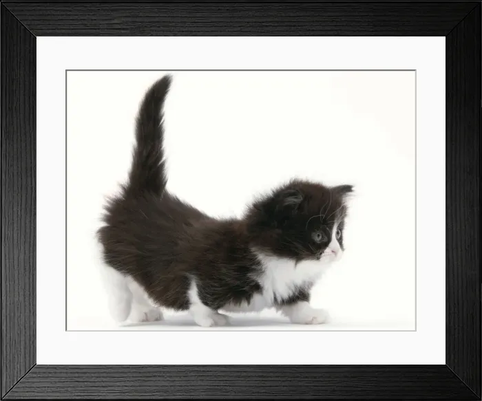 Framed Print : Picture No. 10898290 Framed Print : Picture No. 10898290