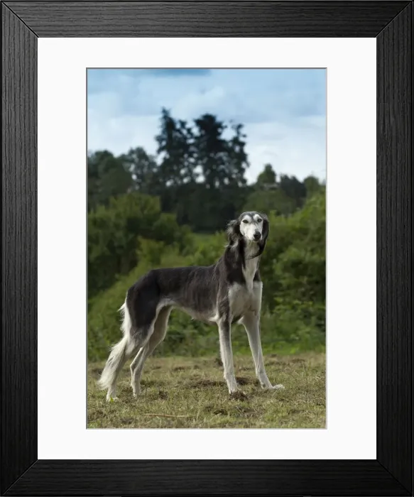 Framed Print : Picture No. 10898254 Framed Print : Picture No. 10898254