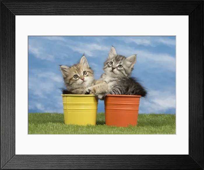 Framed Print : Picture No. 10898344 Framed Print : Picture No. 10898344